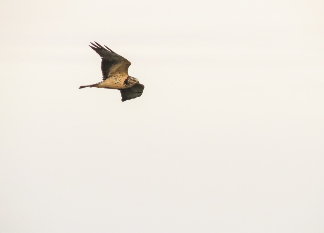 Swainson's Hawk - ML645549527