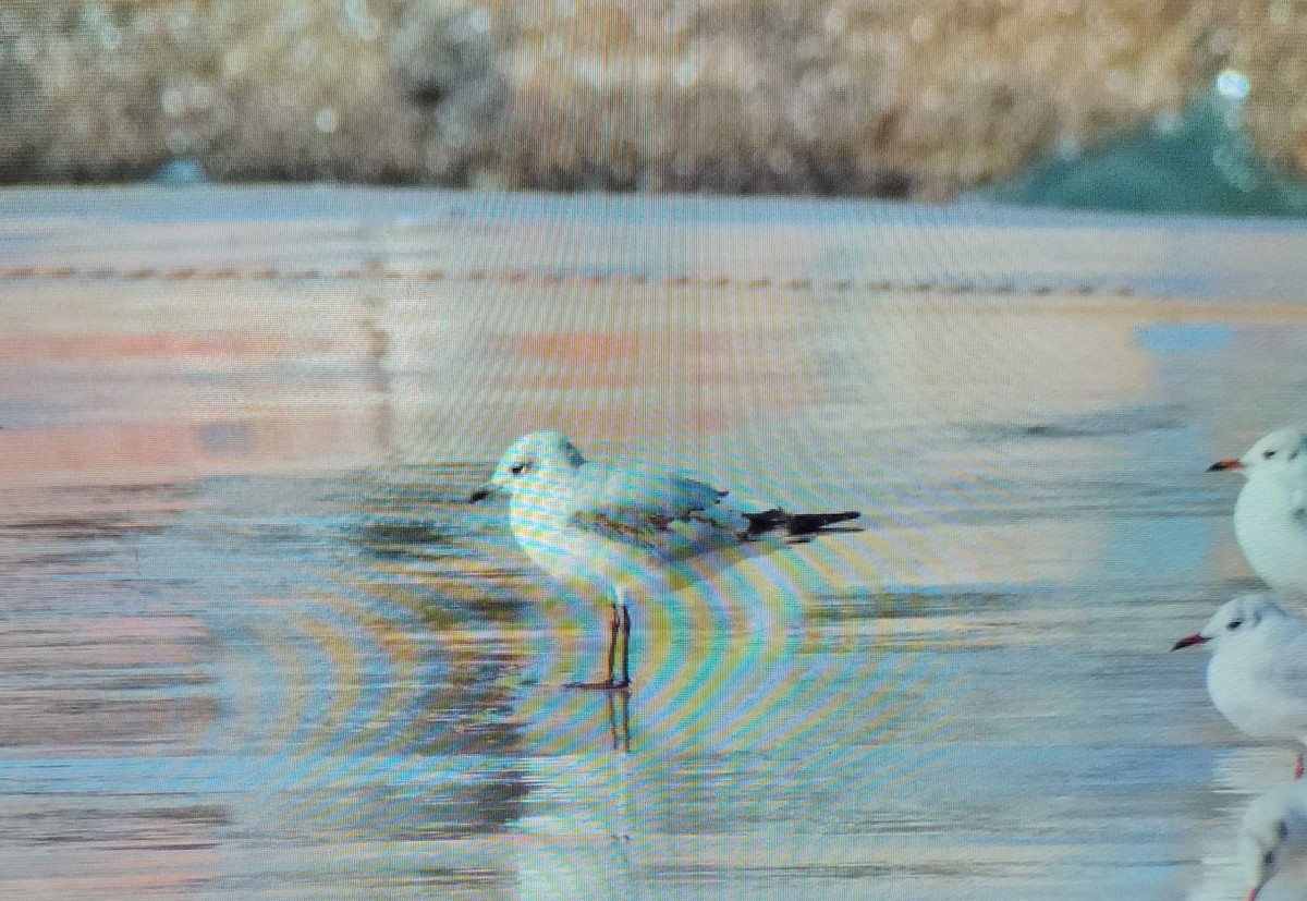 Mediterranean Gull - ML645549532
