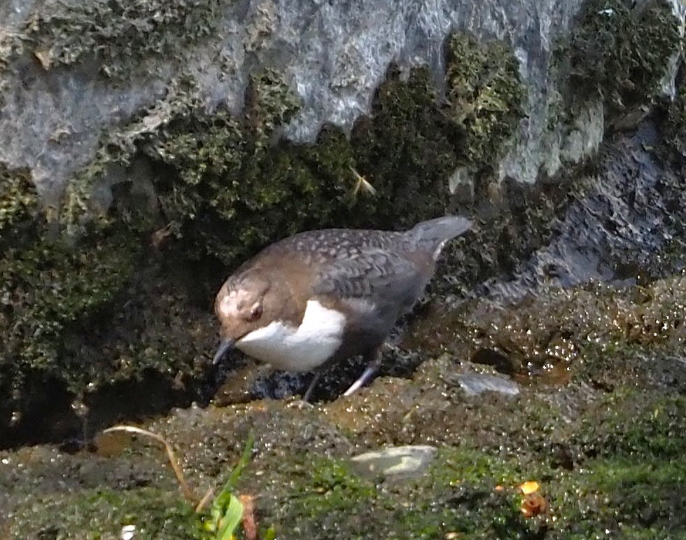 אמודאי הנחלים - ML645549559