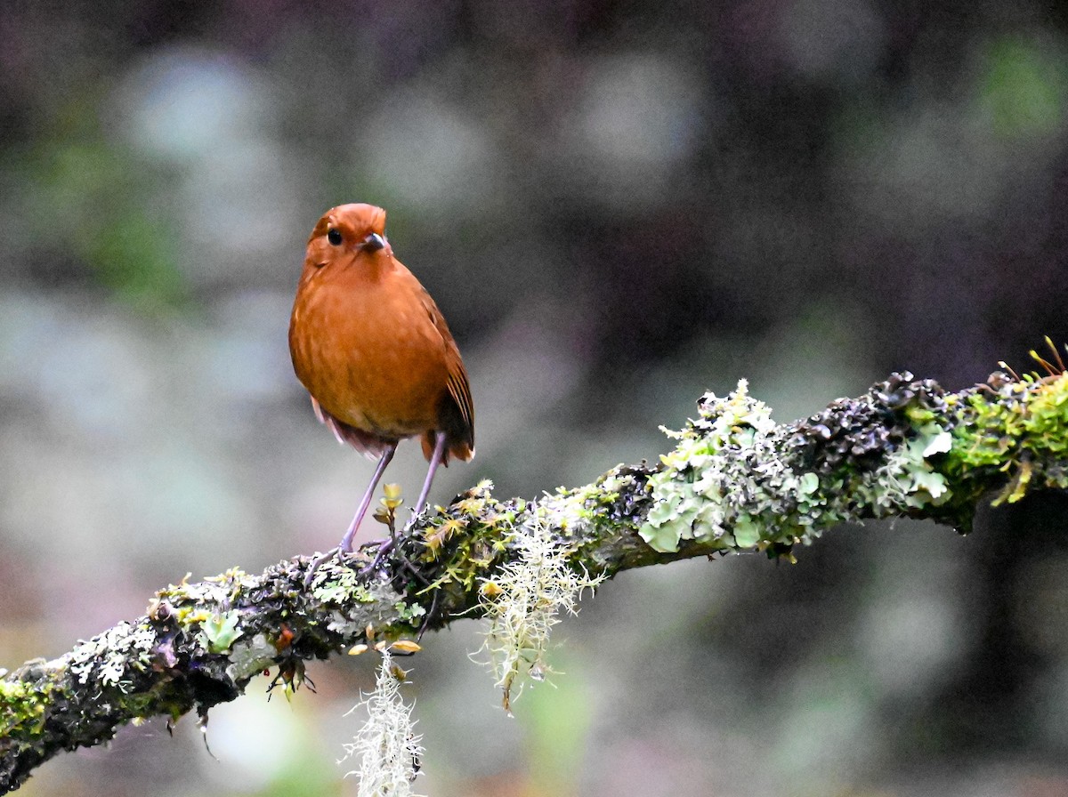 Equatorial Antpitta - ML645549585
