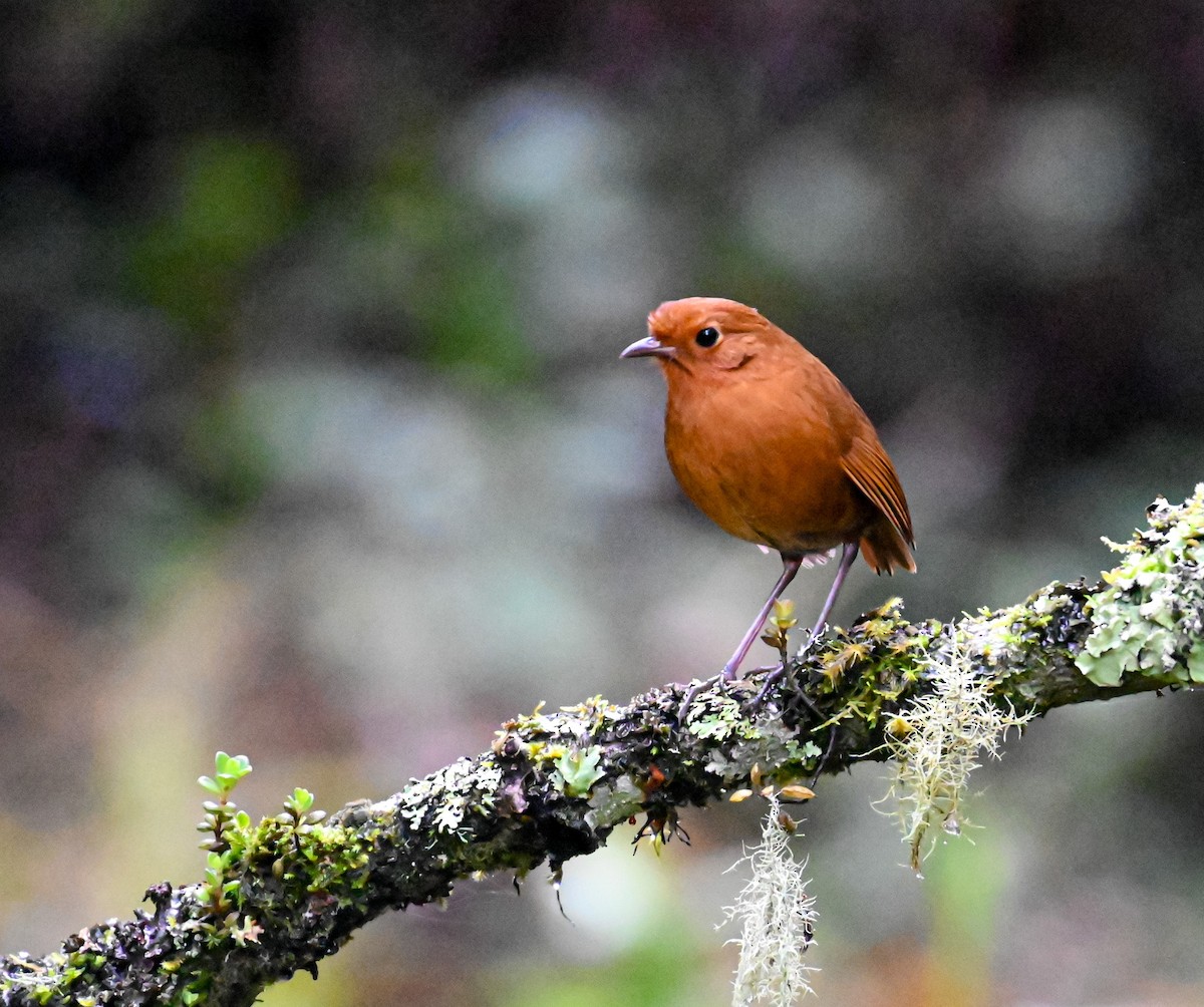 Equatorial Antpitta - ML645549586