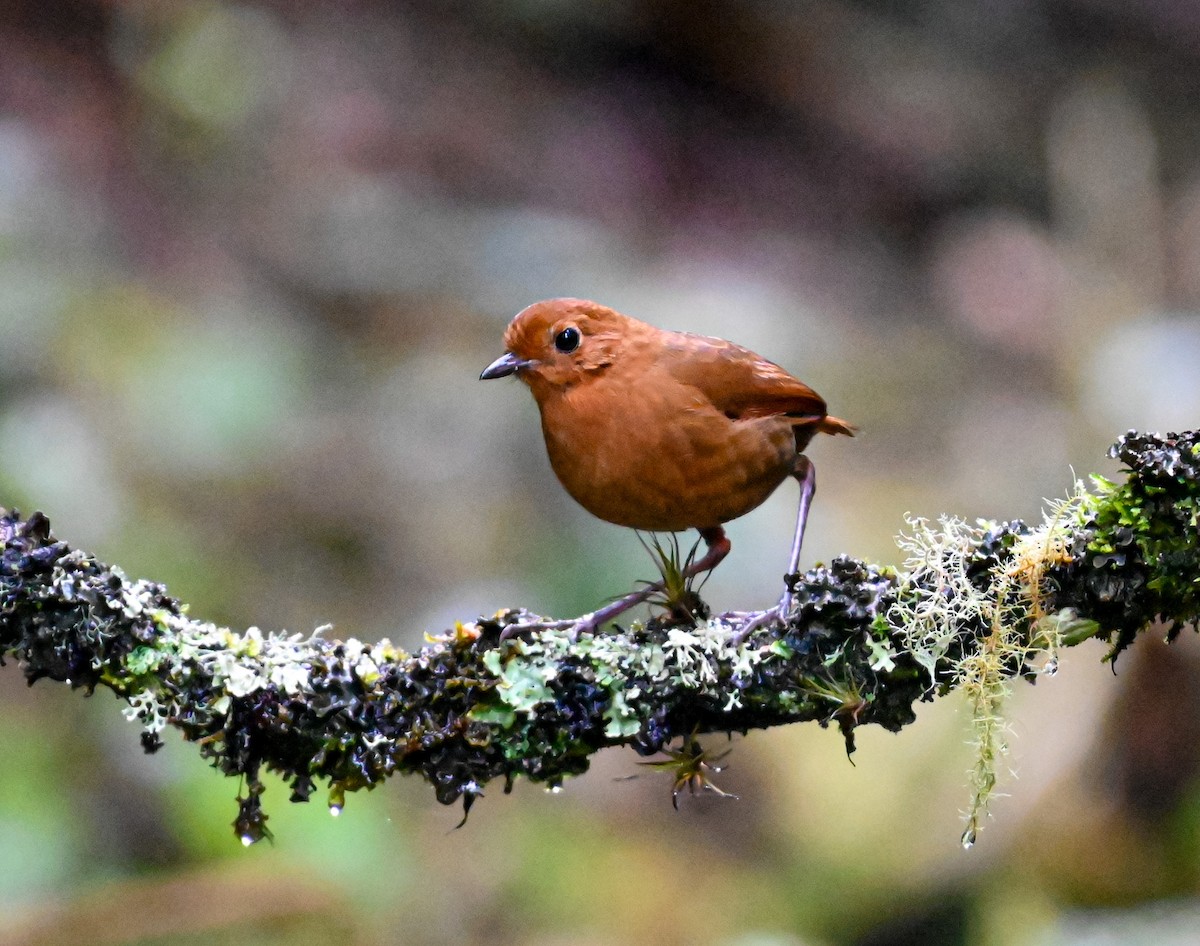 Equatorial Antpitta - ML645549587