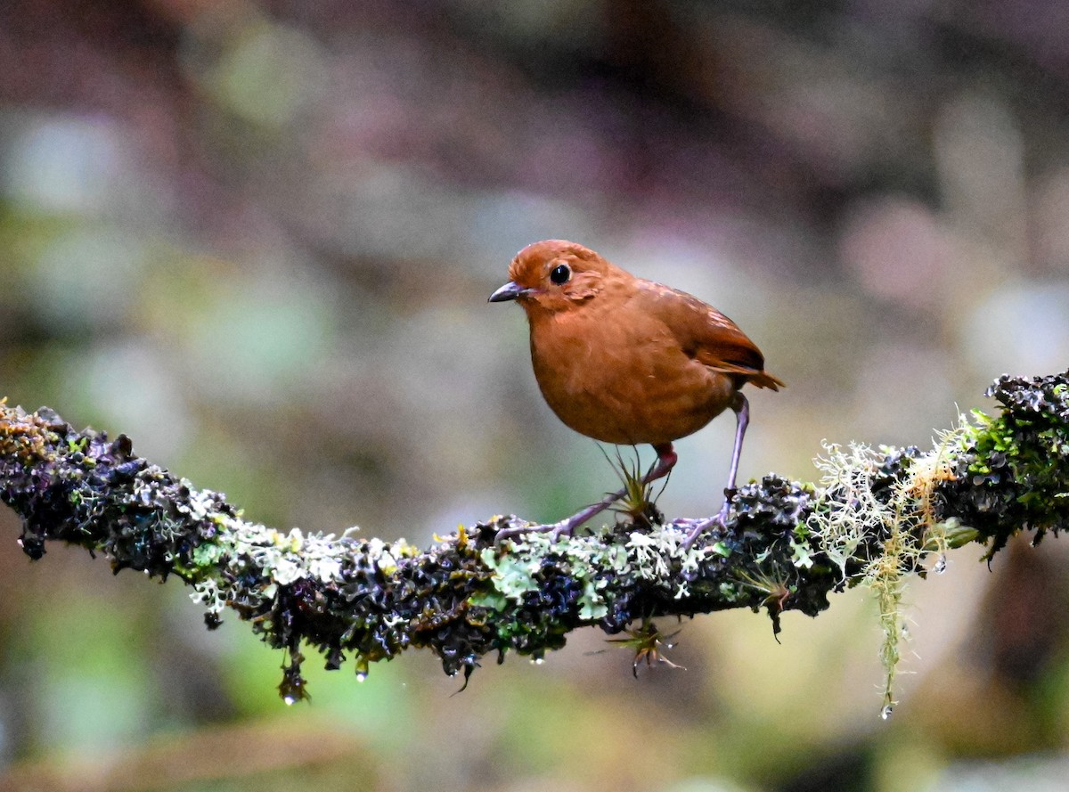 Equatorial Antpitta - ML645549588