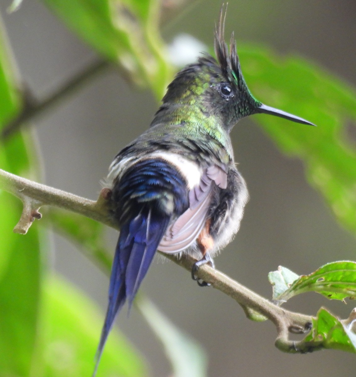 Wire-crested Thorntail - ML645549594
