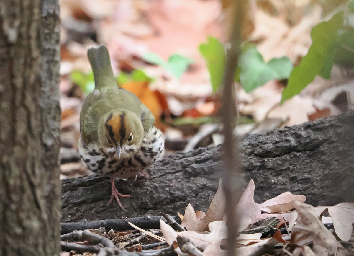 Ovenbird - ML645549597