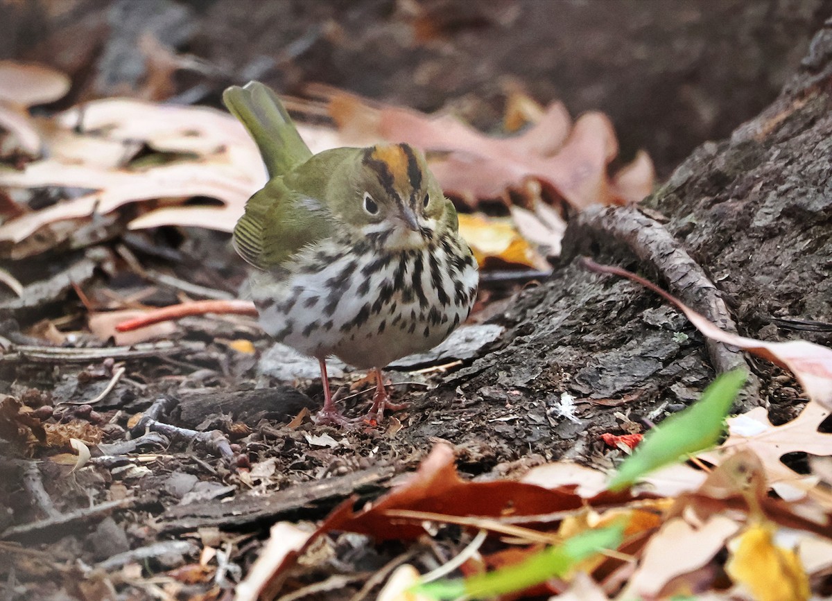 Ovenbird - ML645549598