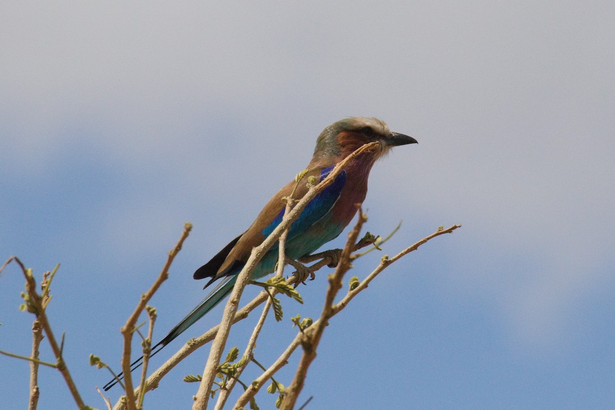 Lilac-breasted Roller - ML645549599