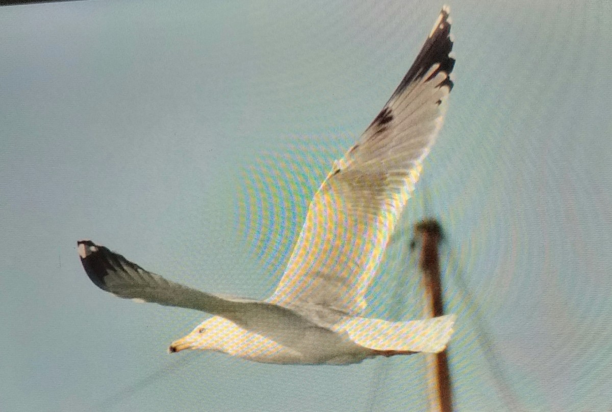 Caspian Gull - ML645549600