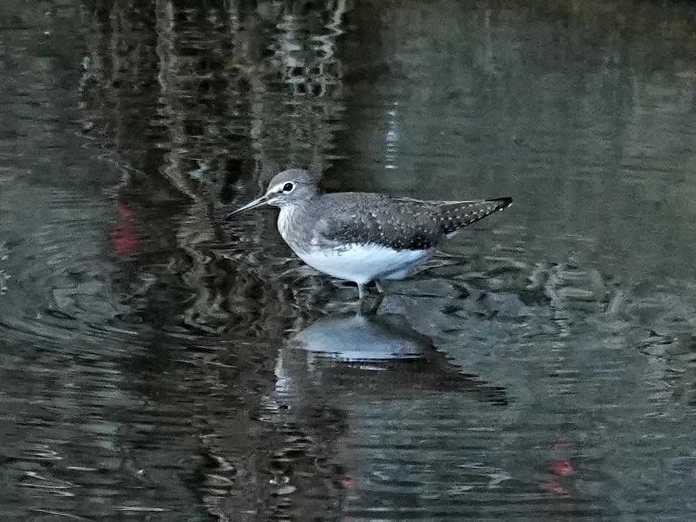 Green Sandpiper - ML645549602