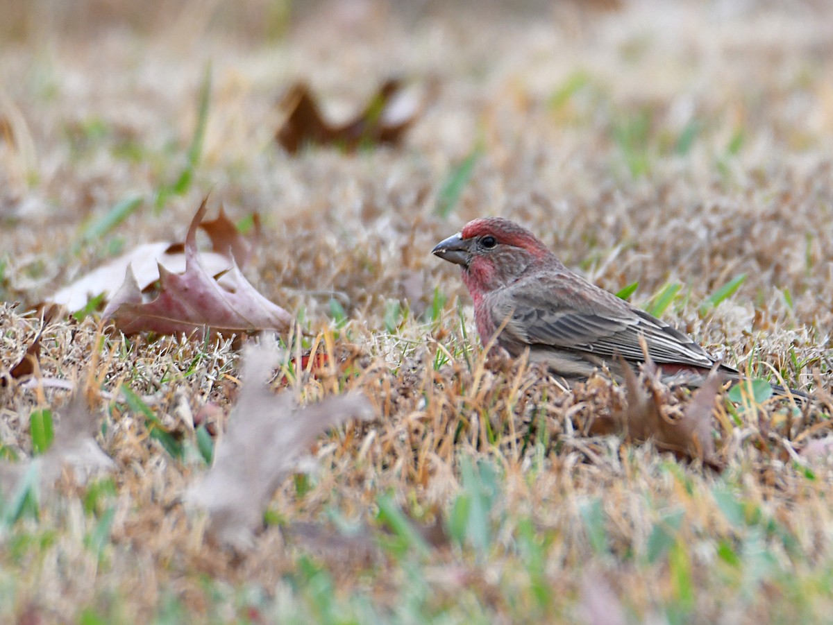 House Finch - ML645549603