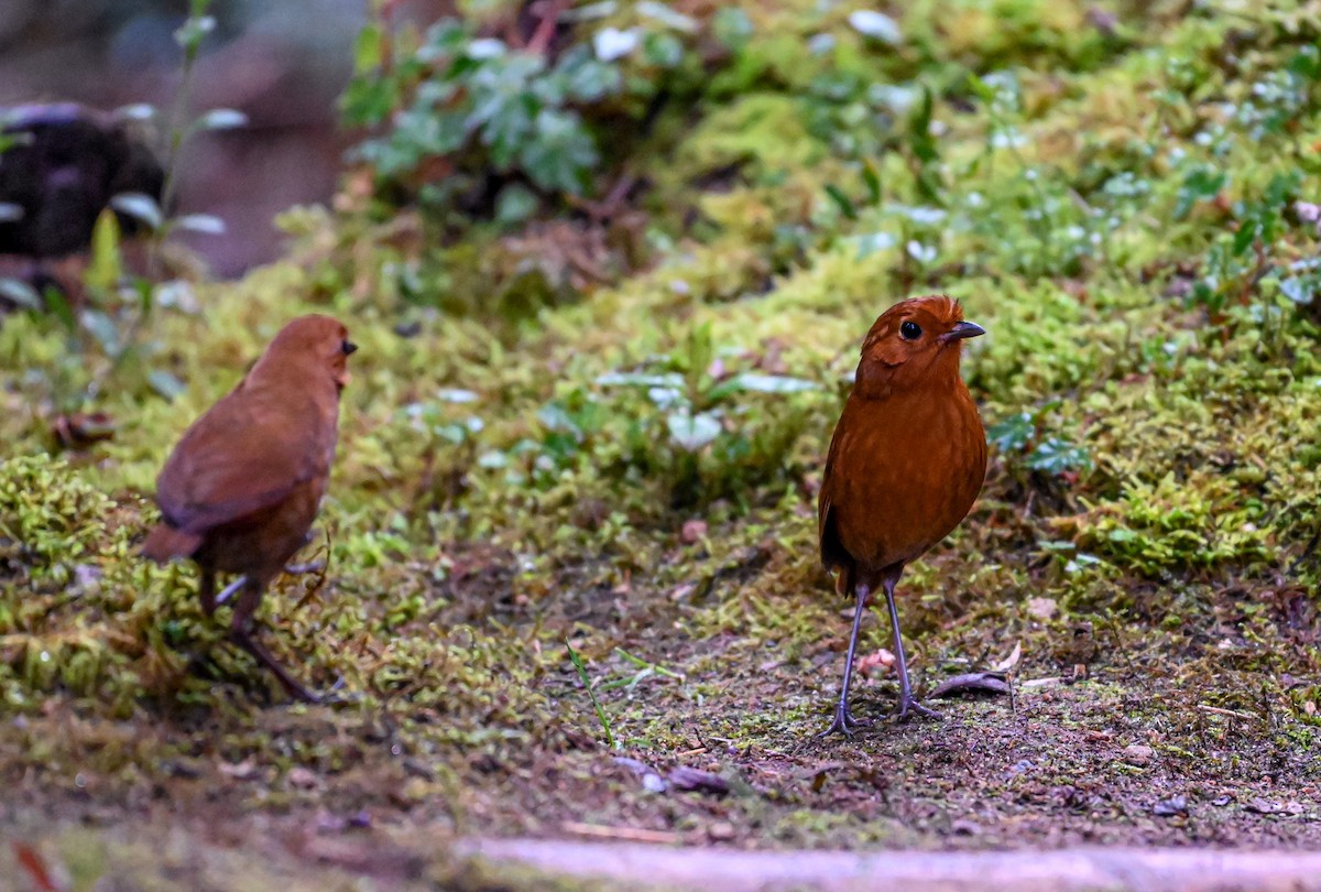 Equatorial Antpitta - ML645549604