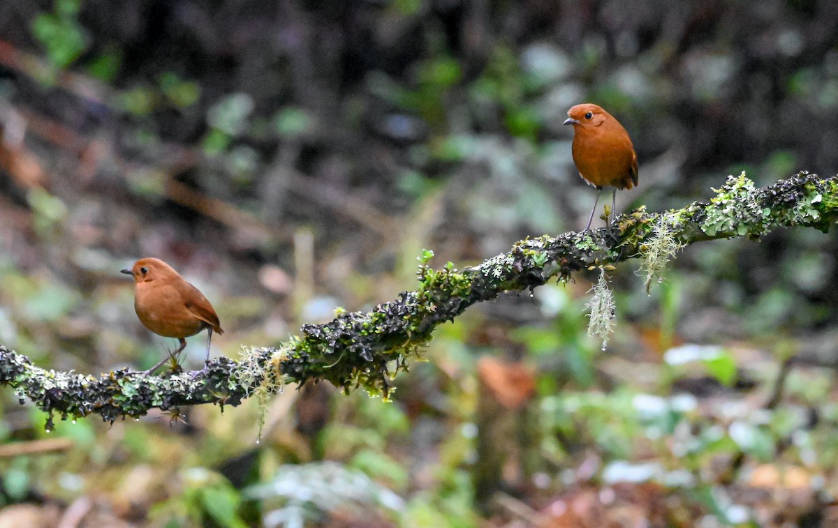 Equatorial Antpitta - ML645549605