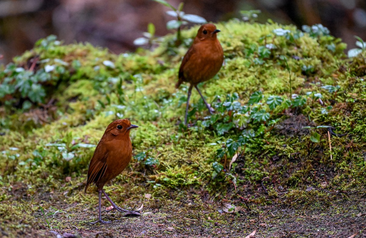 Equatorial Antpitta - ML645549606