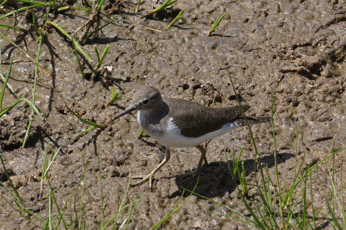 Common Sandpiper - ML645549607