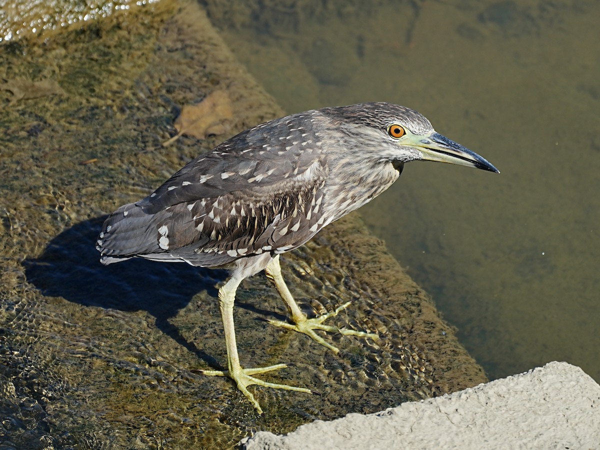 Black-crowned Night Heron (Eurasian) - ML645549608