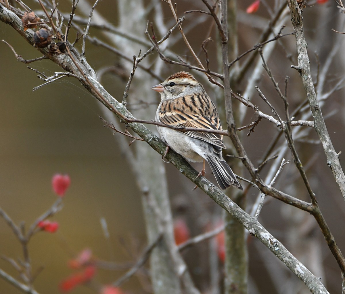Chipping Sparrow - ML645549609
