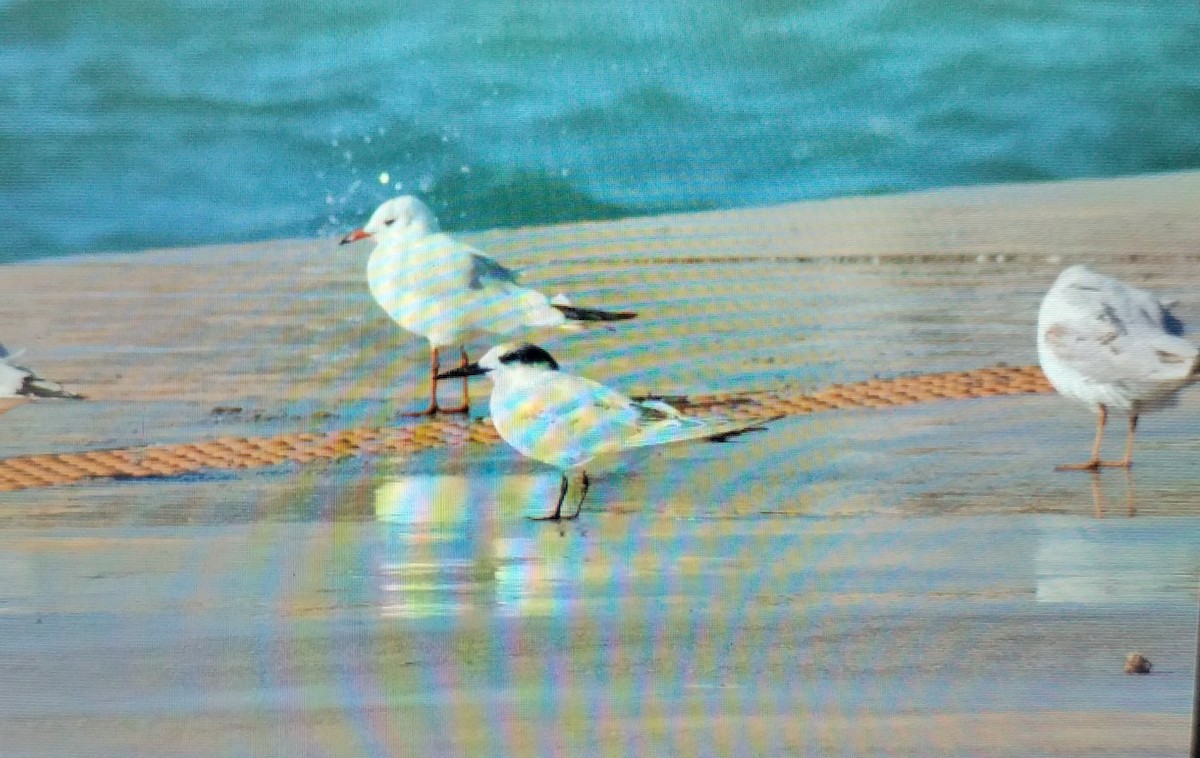 Sandwich Tern - ML645549615