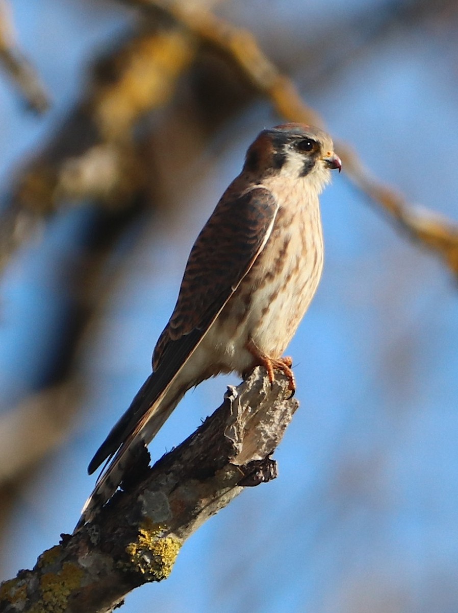 American Kestrel - ML645549625