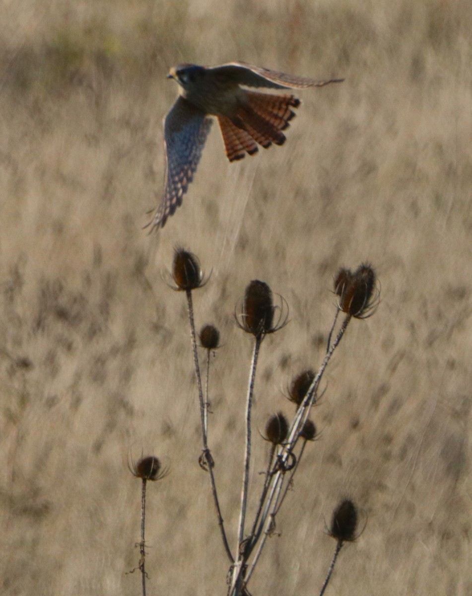 American Kestrel - ML645549626