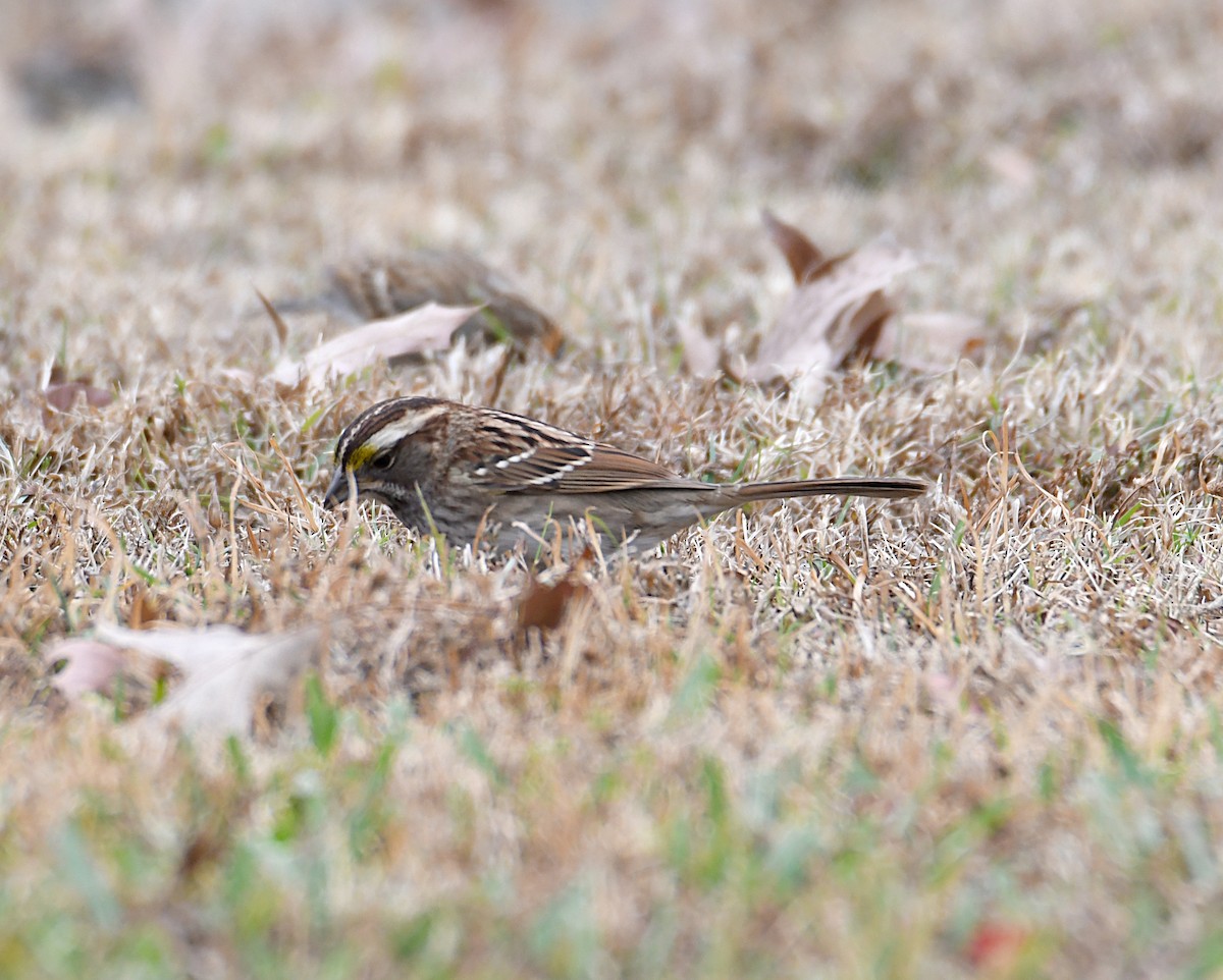 White-throated Sparrow - ML645549628