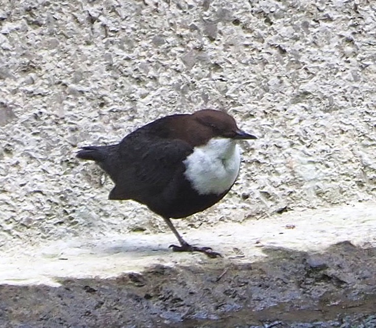 אמודאי הנחלים - ML645549653