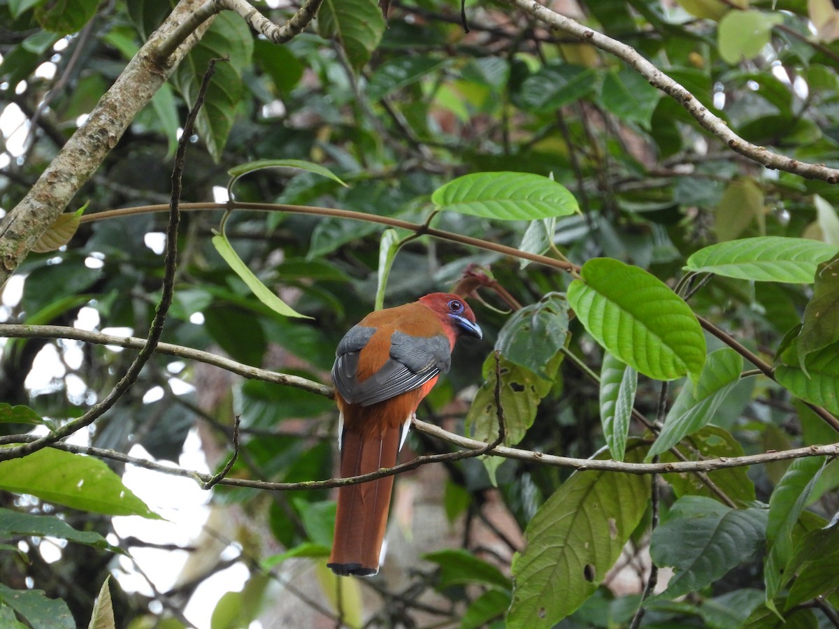 Трогон червоноголовий - ML645549657