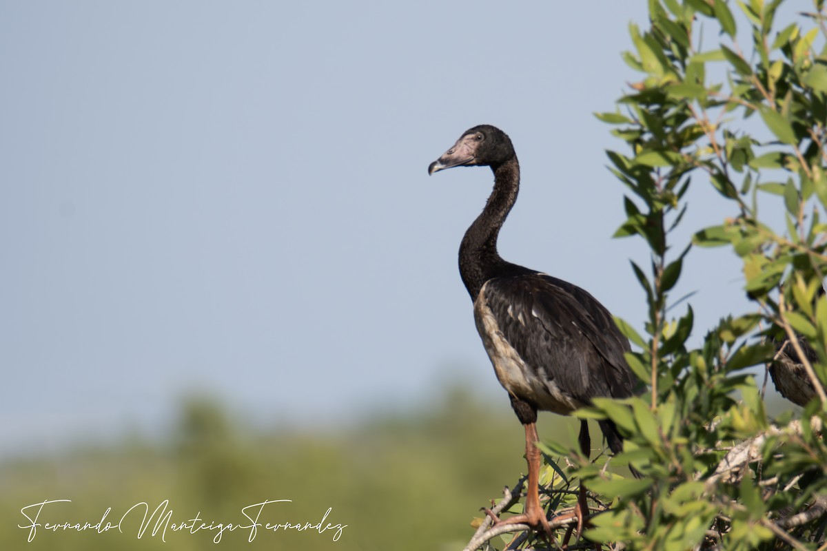 Magpie Goose - ML645549661