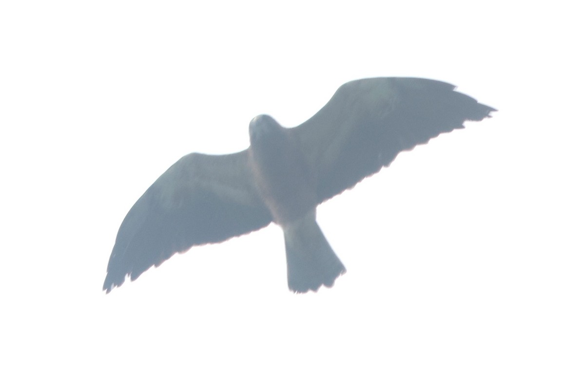 Свенсонов канюк - ML645549666