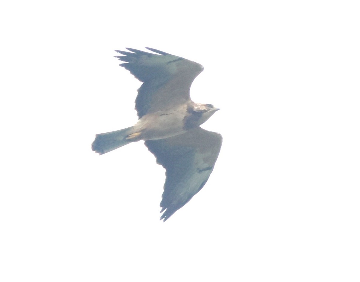 Свенсонов канюк - ML645549667