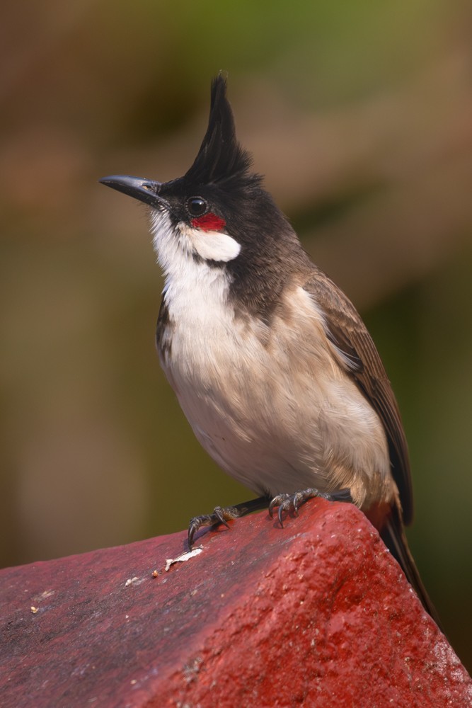 Red-whiskered Bulbul - ML645549670
