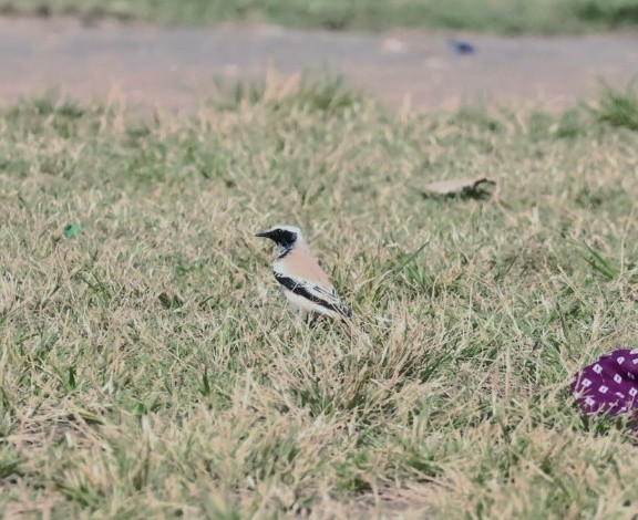 Desert Wheatear - ML645549672