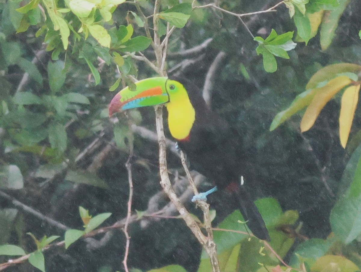 tukan středoamerický - ML645549675