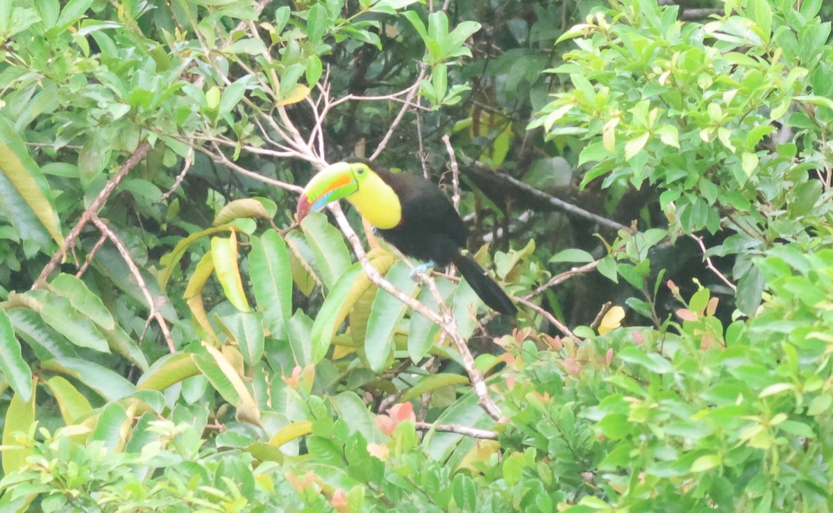 tukan středoamerický - ML645549676