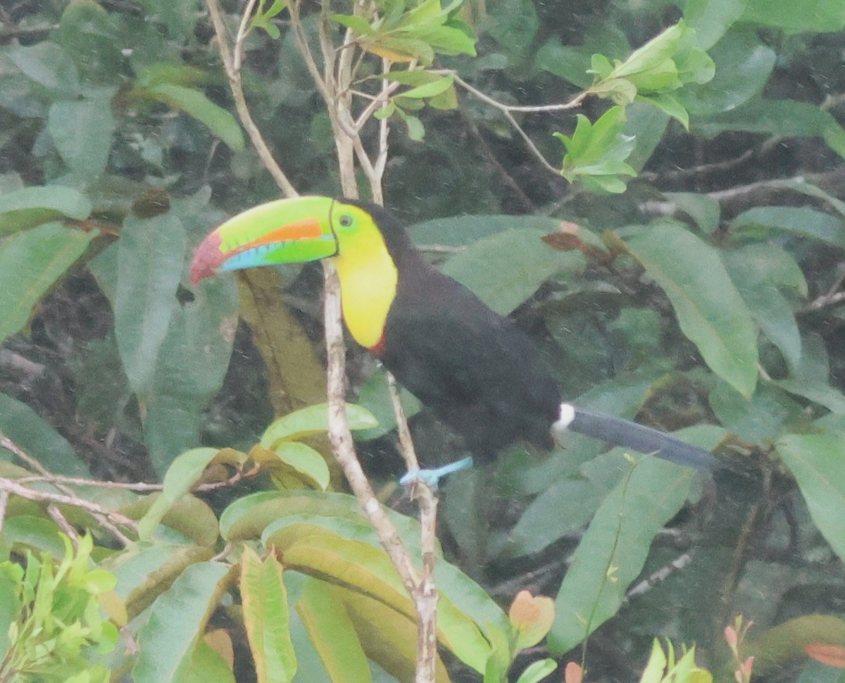 tukan středoamerický - ML645549677