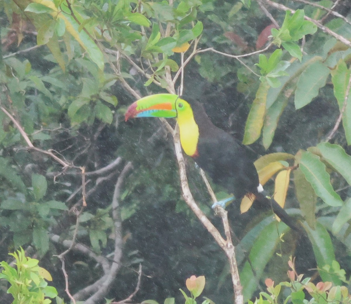 tukan středoamerický - ML645549678