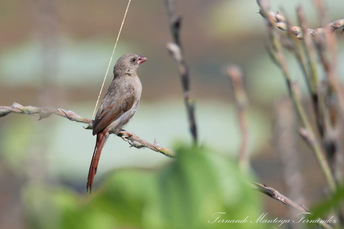 Crimson Finch - ML645549683