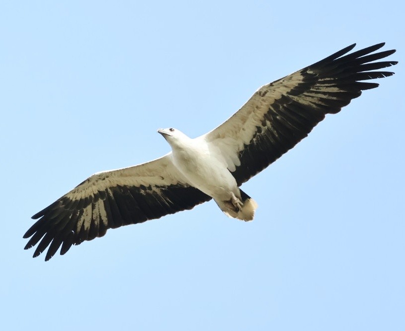 White-bellied Sea-Eagle - ML645549698