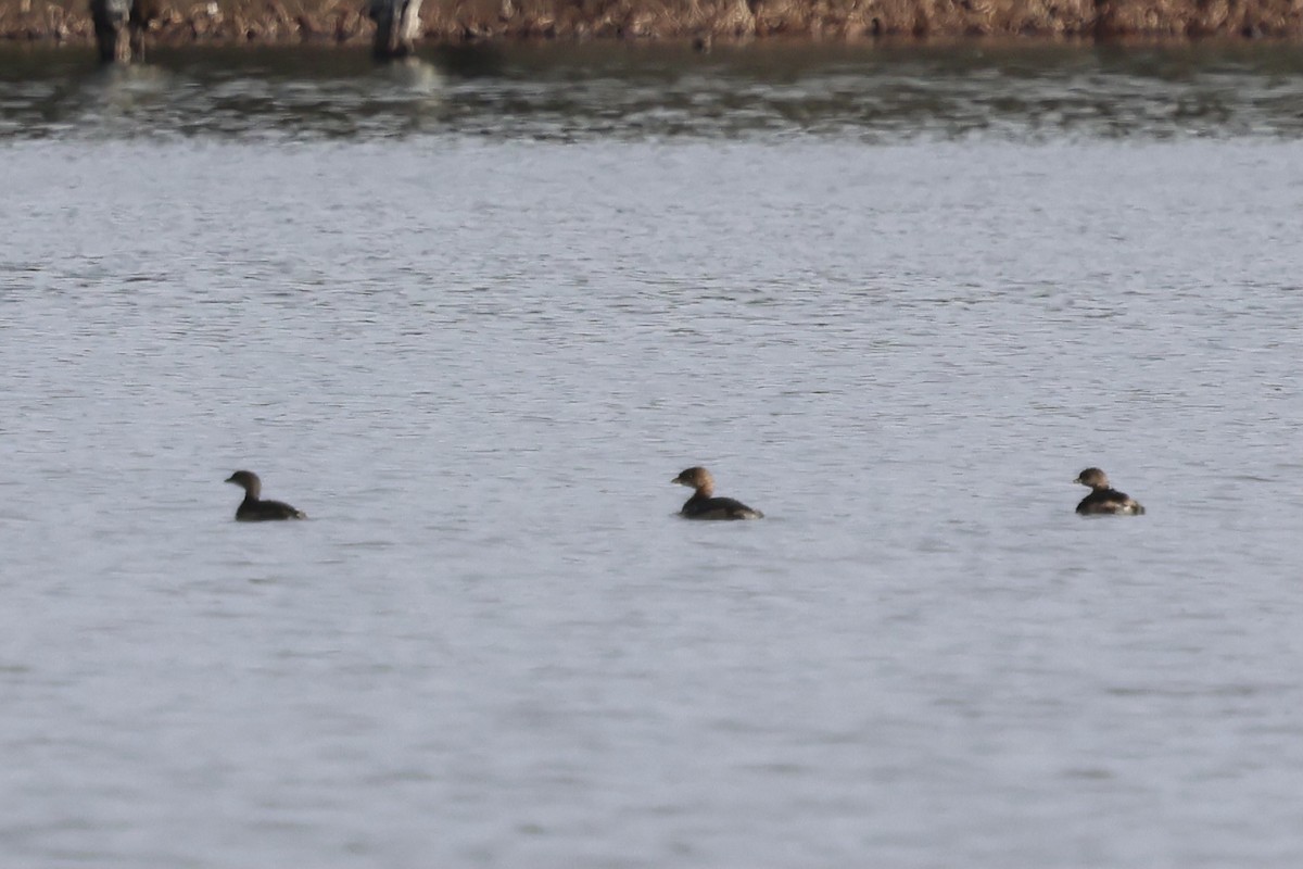 potápka americká - ML645549713