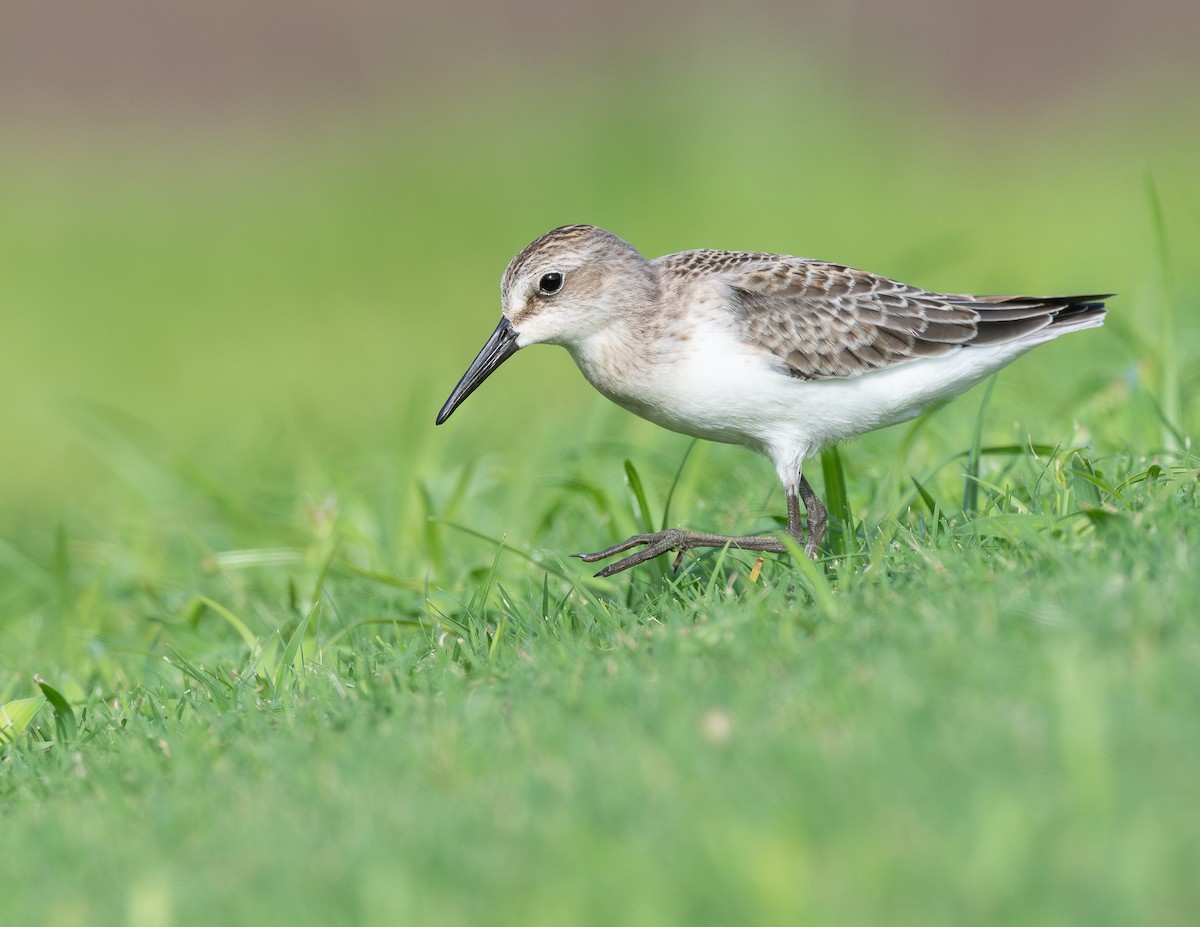 ヒメハマシギ - ML645549715