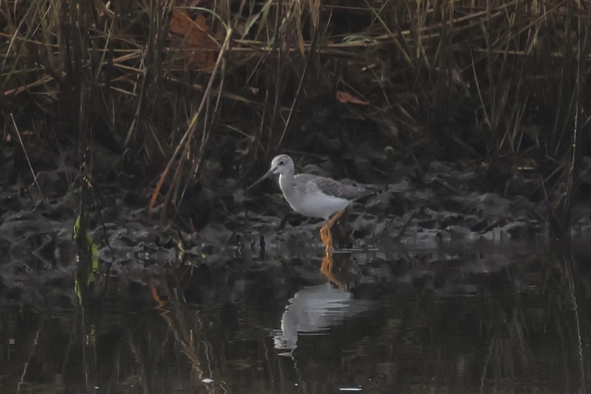 vodouš velký - ML645549727