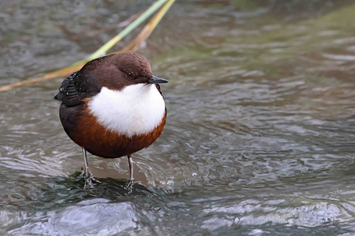 אמודאי הנחלים - ML645549735