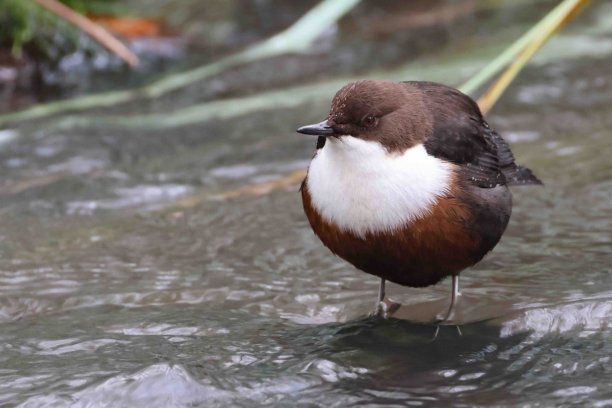 אמודאי הנחלים - ML645549736