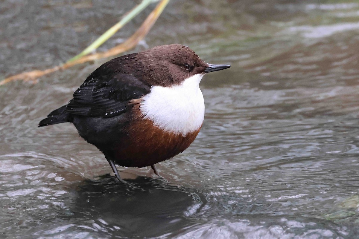 אמודאי הנחלים - ML645549737