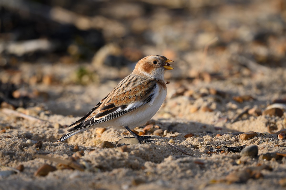 Snow Bunting - ML645549744