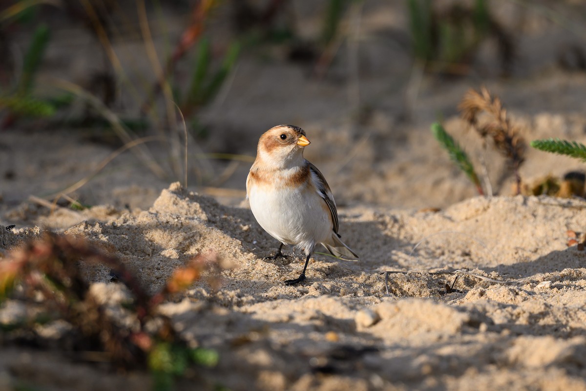 Snow Bunting - ML645549745