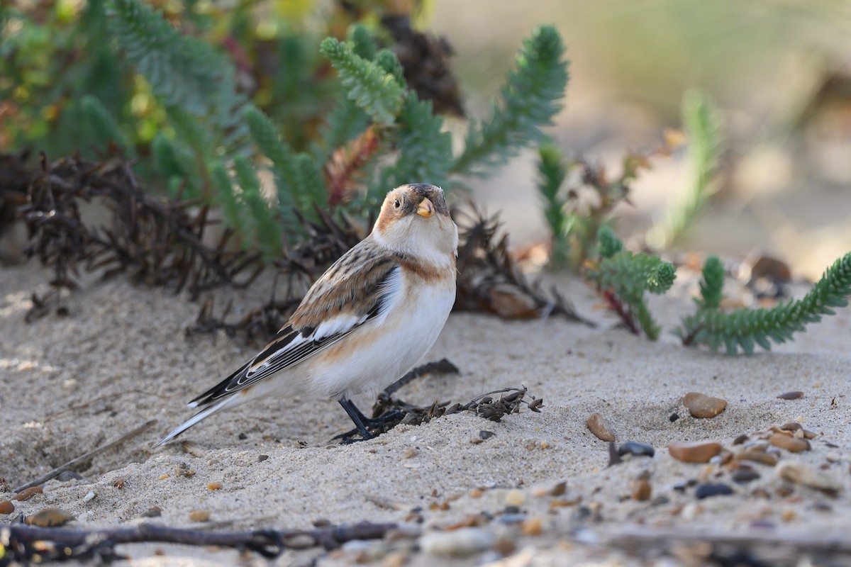 Snow Bunting - ML645549746