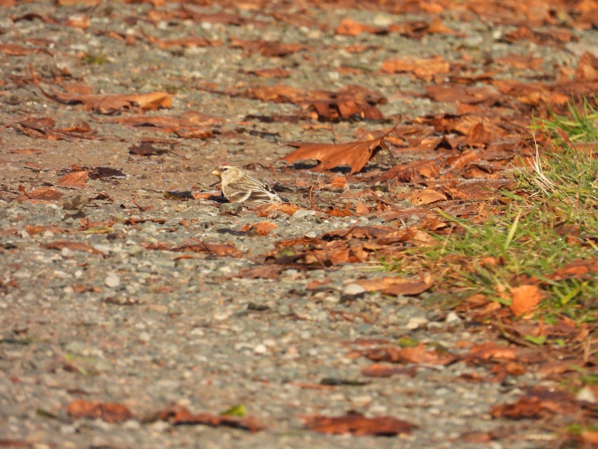 Redpoll (Common) - ML645549750