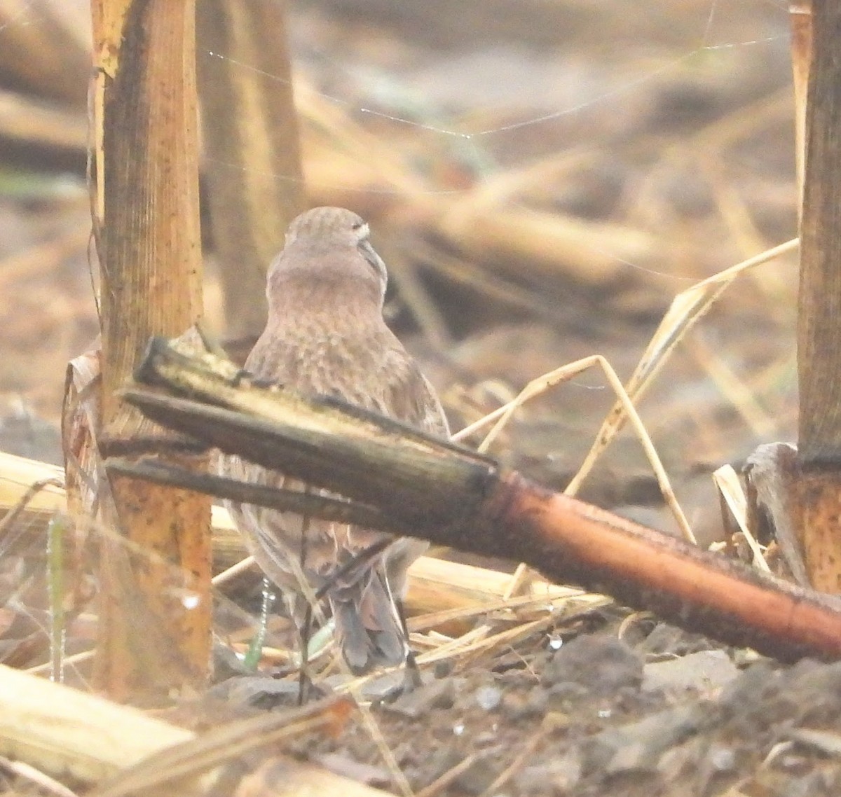 Alondra Cornuda - ML645549762