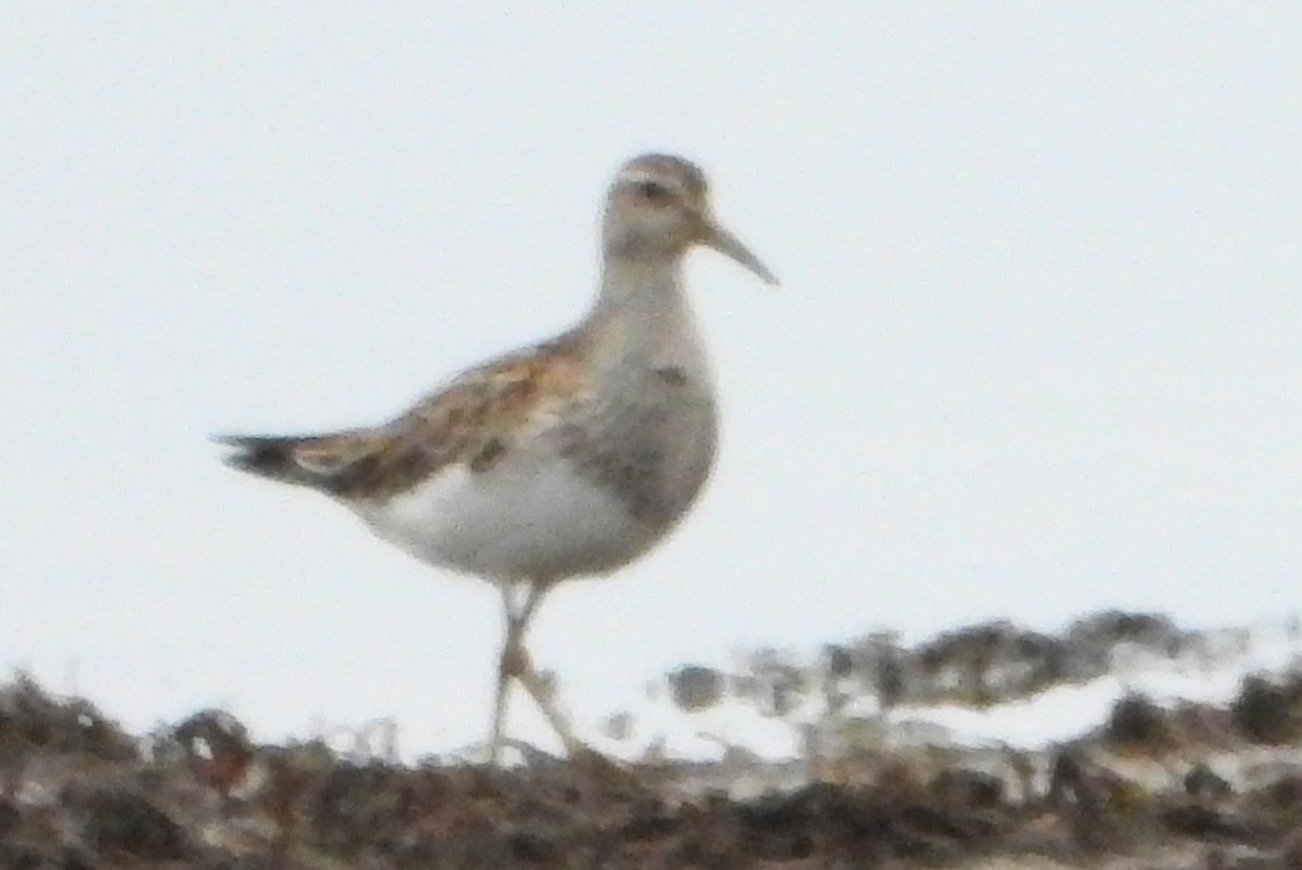 Дутыш - ML645549770