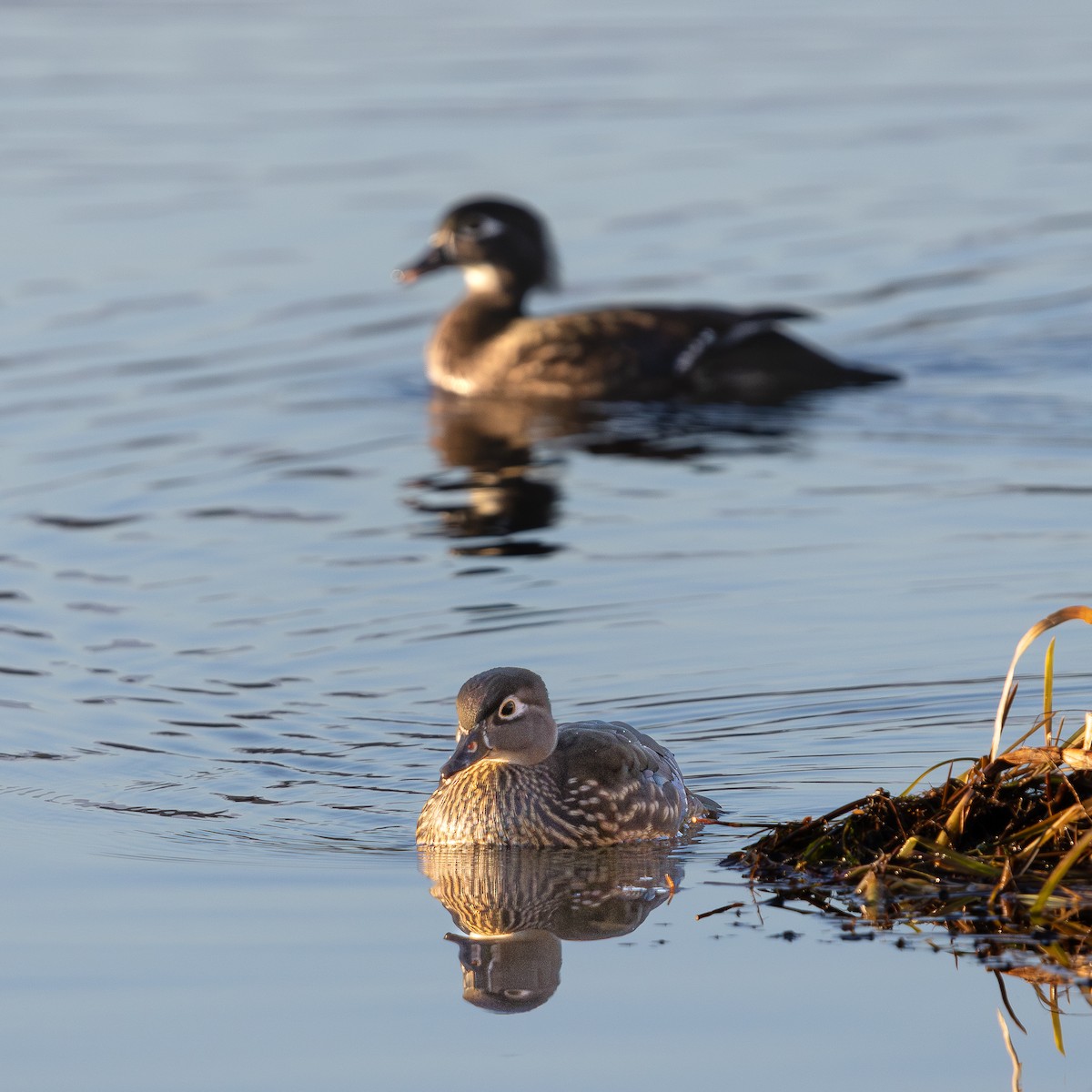 Wood Duck - ML645549773